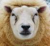 Say "Sheep"