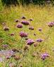 Autumn Flowers, Mien Ruys Gardens