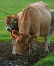 Cow 6498