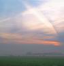 Cows At Dawn