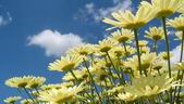 Yellow And Blue