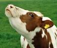 Mad Cow