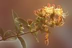Honeysuckle
