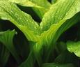 Hosta In June